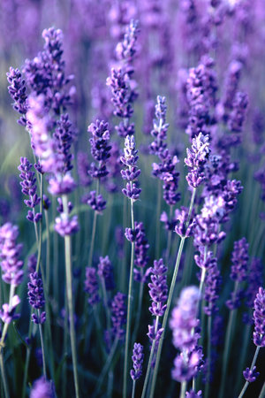 closeup of Lavender flower field at sunset raysの写真素材