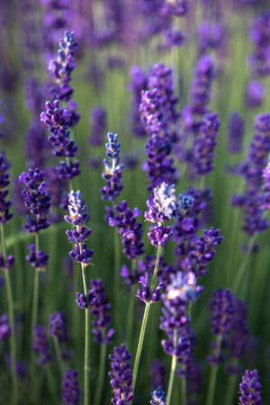 closeup of Lavender flower field at sunset rays