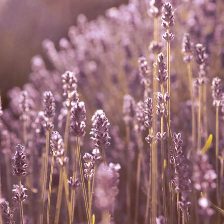 closeup of Lavender flower field at sunset raysの写真素材