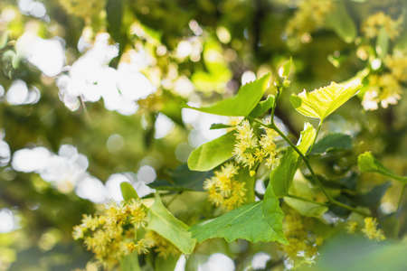 spring background with closeup of Linden tree flowersの写真素材
