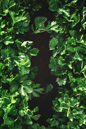 Closeup of rows of organic healthy green parsley plants