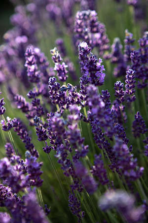 closeup of Lavender flower field at sunset raysの写真素材