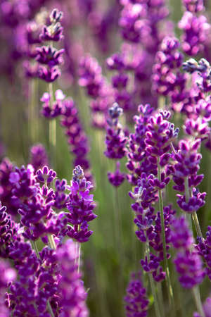 closeup of Lavender flower field at sunset raysの写真素材