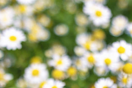 blurred medical roman Chamomile flowers Field textureの写真素材