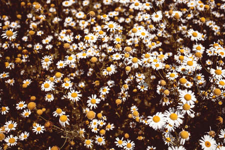 vintage colored medical roman Chamomile flowers Field