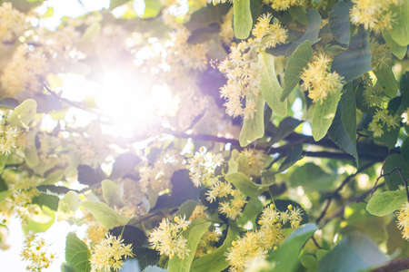 spring background with closeup of Linden tree flowersの写真素材