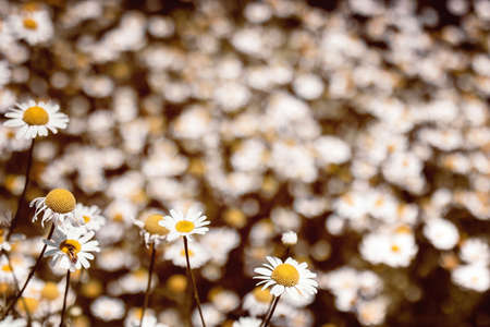 vintage colored medical roman Chamomile flowers Fieldの写真素材