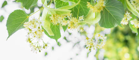 spring banner background with closeup of Linden tree flowersの写真素材
