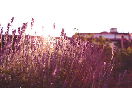 closeup of Lavender flower field at sunset raysの写真素材