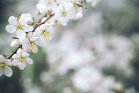 Branch with white flowers on blurred dark green backgroundの写真素材