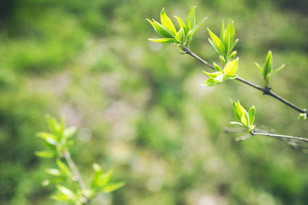 tree branch with green leaves on blurred greenery backgroundの写真素材