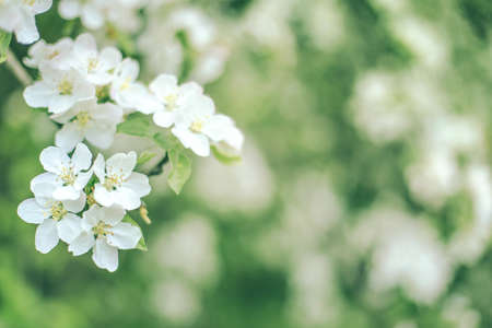 Branch with white flowers on blurred white green backgroundの写真素材