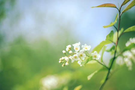 Branch with white flowers on blurred bright green background