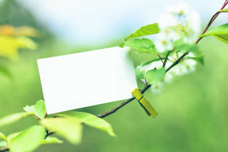 White blank paper card mock up on spring tree