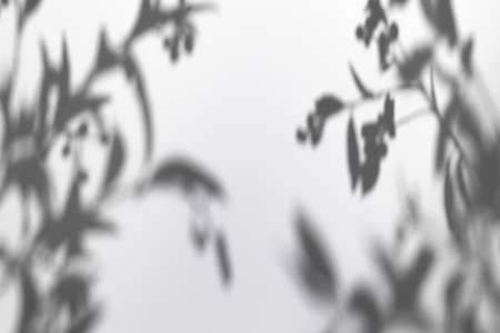 shadows of tree leaves branches on a white wallの写真素材