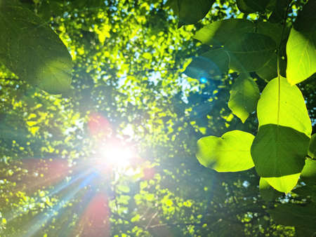 sun rays with radiant bokeh shines through forest trees