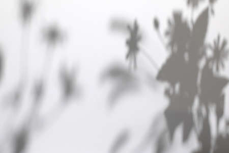 Gray shadows of garden flowers and grassの写真素材