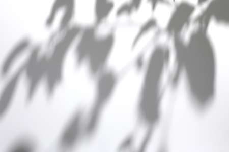 shadows of tree leaves branches on a white wall