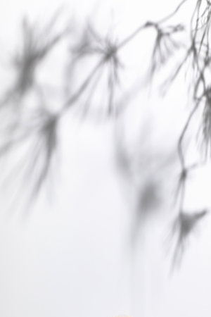 shadows of pine tree branches on a white wallの写真素材