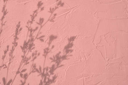 Shadow of leaves on pink concrete wall texture backgroundの写真素材
