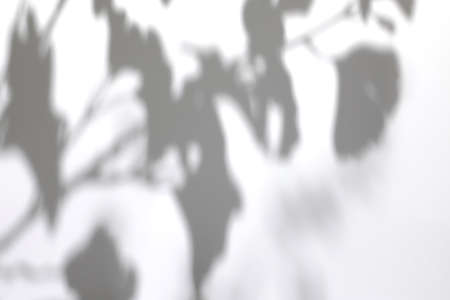 shadows of tree leaves branches on a white wallの写真素材