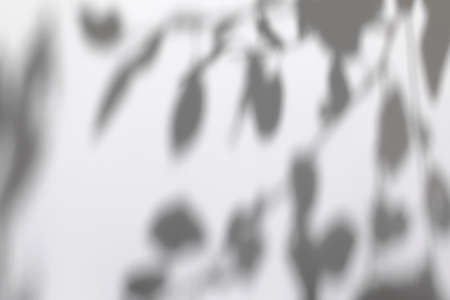 shadows of tree leaves branches on a white wall