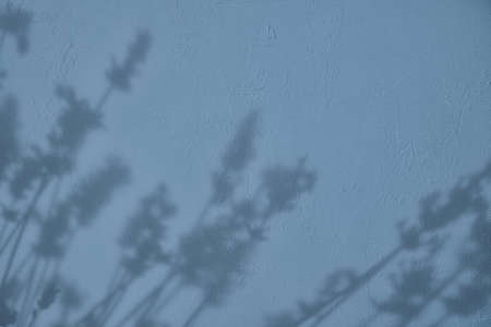 Shadow of flowers on blue concrete wall texture backgroundの写真素材