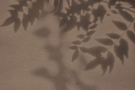 Shadow of leaves on brown concrete wall texture background