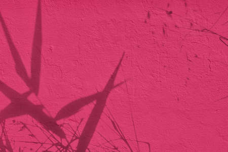 Shadow of grass leaves on pink concrete wall texture backgroundの写真素材