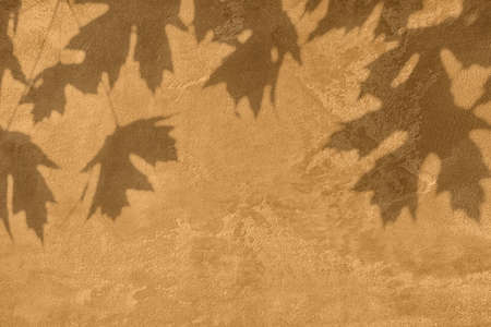 Shadow of leaves on beige concrete wall texture background