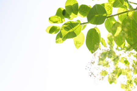sun shines through green leaves with white sky background