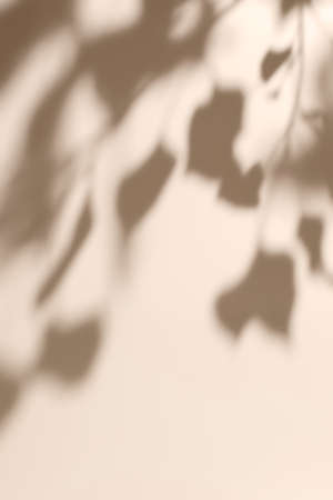 Shadow of leaves on solid beige wall texture background