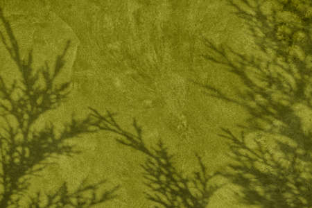 Shadow of leaves on olive green concrete wall texture background