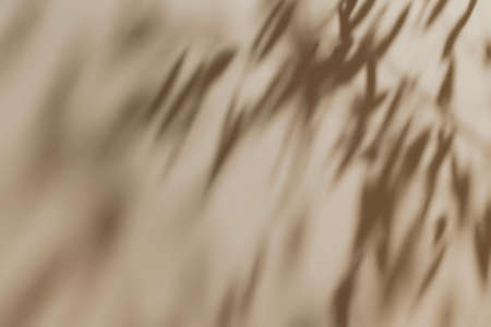 Shadow of leaves on solid beige wall texture background
