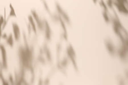 Shadow of leaves on solid beige wall texture backgroundの写真素材