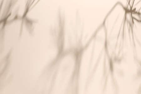 Shadow of pine tree on solid beige wall texture backgroundの写真素材