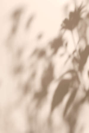 Shadow of plants on solid beige wall texture backgroundの写真素材
