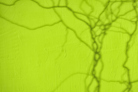 Willow branches shadow on lime green concrete wall texture backgroundの写真素材
