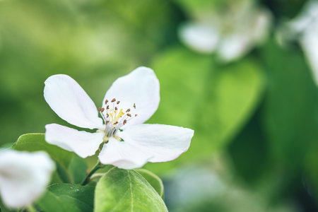 Branch with white apple flower on blurred green background