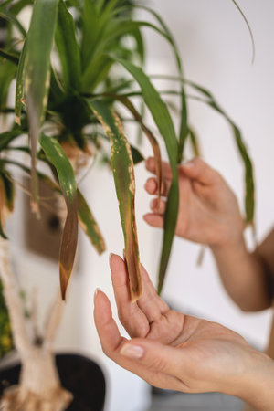 close up of Female gardener hands touching dry leaves of Ponytail palmの写真素材