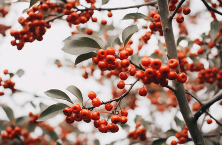Branch of autumn viburnum with red berries and bright foliage against the sky.の素材