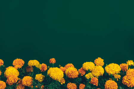 border of orange marigold flowers isolated on dark green backgroundの写真素材