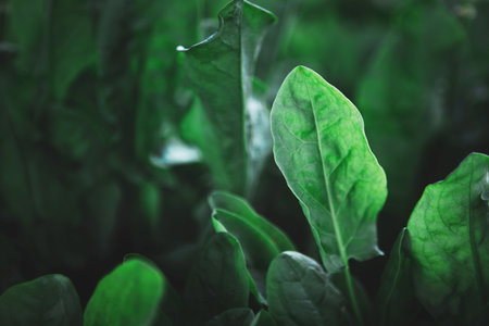 Closeup of rows of organic healthy green sorrel, spinach plantsの写真素材