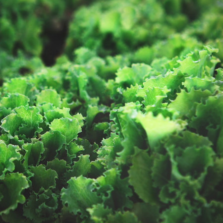 Closeup of rows of organic healthy green lettuce plants