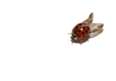 Ladybird on whiteの写真素材
