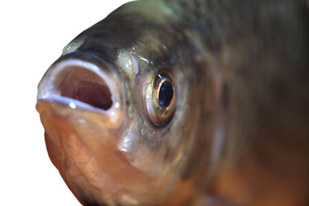Fish head close-up の写真素材