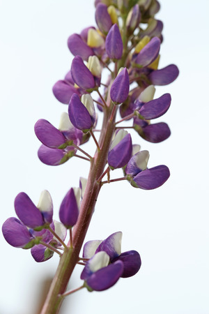 Purple and white lupine flower close-upの写真素材