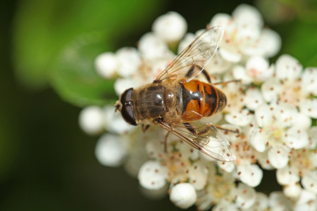 Bee on white flower with big eyes