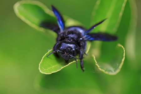 Black hornet bee in the gardenの写真素材