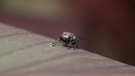 Fly on green leaf with big eyes
